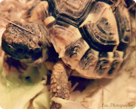 Voici notre 1er bébé tortue hermann, elle s'appelle Lulu, elle a tout juste 1 an.
