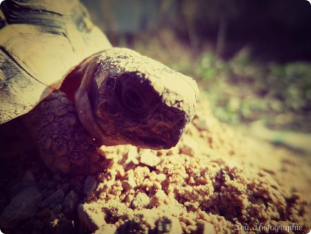La tortue hermann adore passer du temps au soleil pour se faire bronzer.