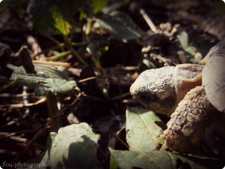 Dans la nature, la tortue se débrouille seule pour trouver quelque chose à manger.