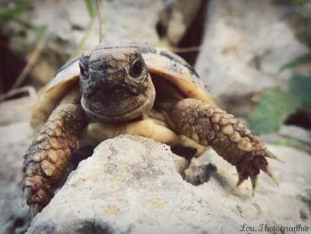 La tortue peut facilement se renverser face aux nombreux obstacles, dont les rochers que l'on voit sur cette photo. 