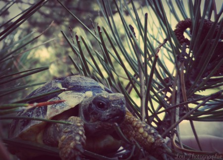 Grâce à sa carapace super résistante, la tortue peut aller sur tout type de terrains (piquants, râpeux,...). Cependant il faut faire attention à sa peau fragile, et ses yeux.
