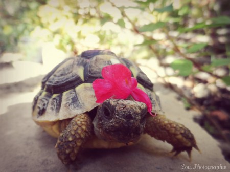 Fleur, et son chapeau.