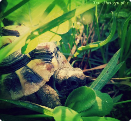 Dans la nature la tortue trouve toutes sortes d'herbes et de plantes à manger.