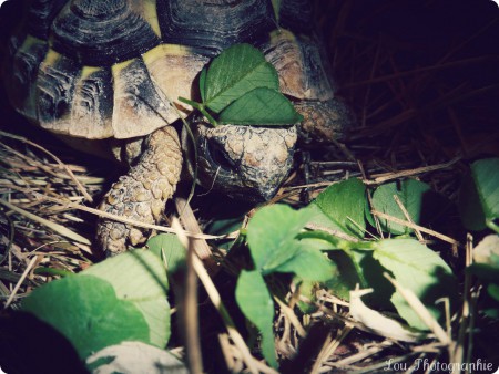 Le régime alimentaire des tortues est important, et doit être varié.